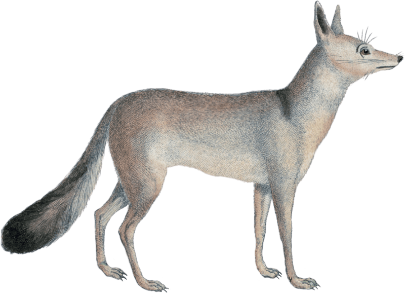 The Pale Wolf