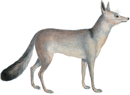 The Pale Wolf