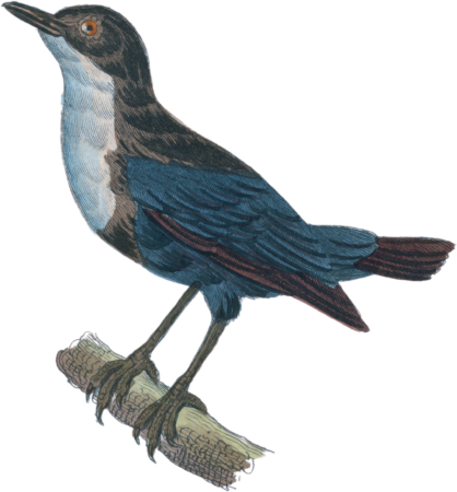 The waterbird