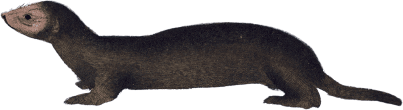 The Mink