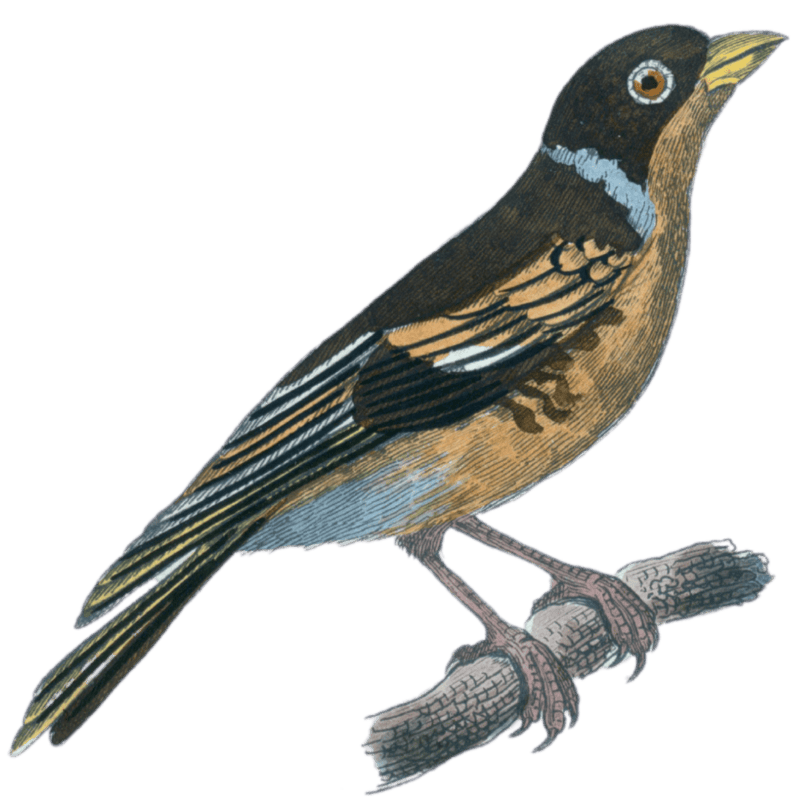 The Ardennes chaffinch