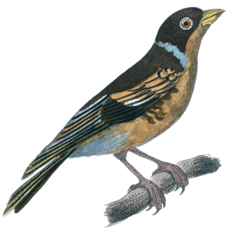The Ardennes chaffinch