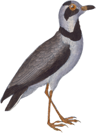The collared plover