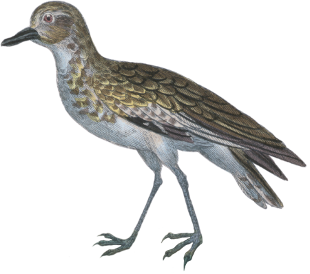 Golden plover