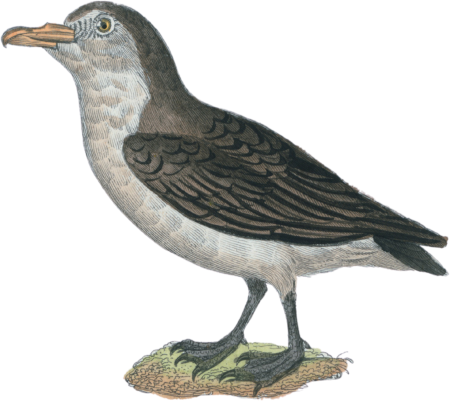 The Petrel