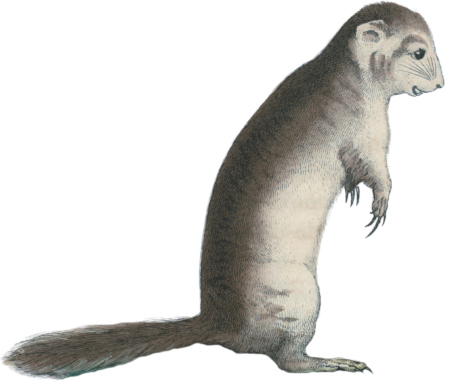 Richardson's Ground Squirrel