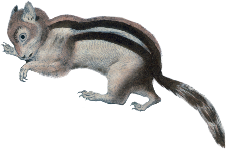 Say's Ground Squirrel