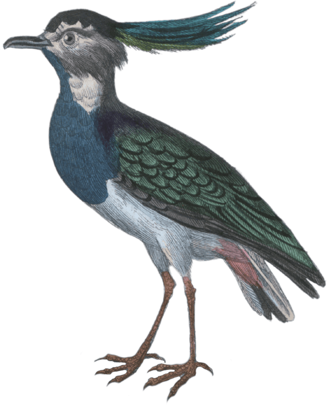 The lapwing