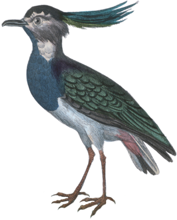 The lapwing