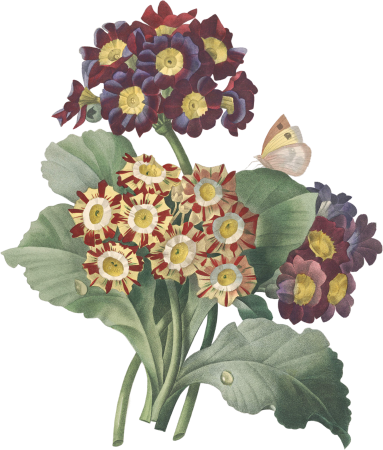 Primula auricula