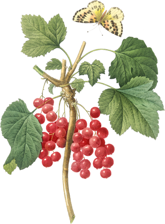 Redcurrant (Dreaded)