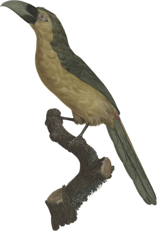 The Aracari gagging