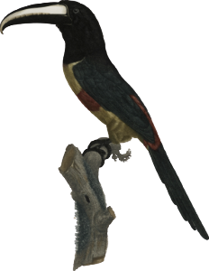 The Red-belted Aracari