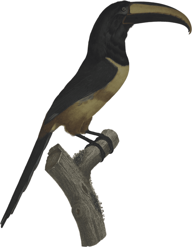 The red belted Aracari in its extreme old age