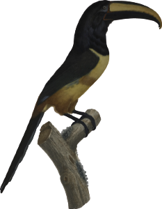 The red belted Aracari in its extreme old age