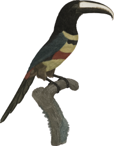 The double-belted Aracari