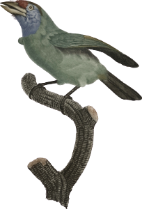 Female blue-throated bearded