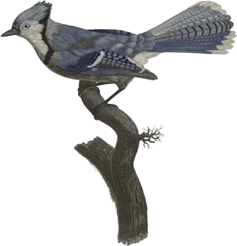 The Blue Jay