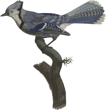 The Blue Jay