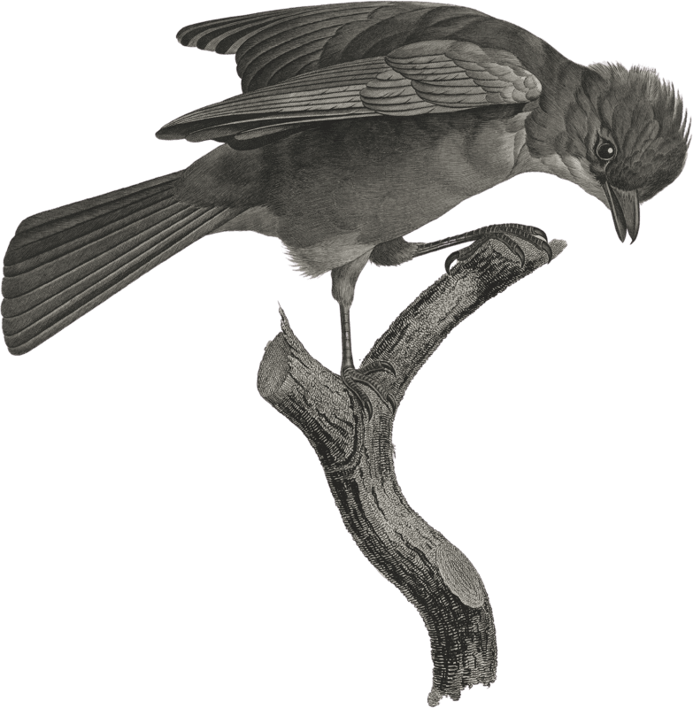 The red-brown jay