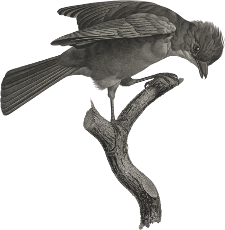 The red-brown jay