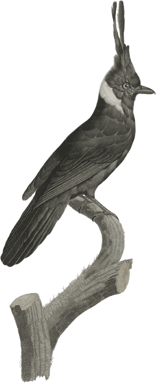 The Black Jay with White Collar