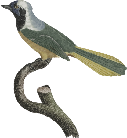 The Peruvian Jay