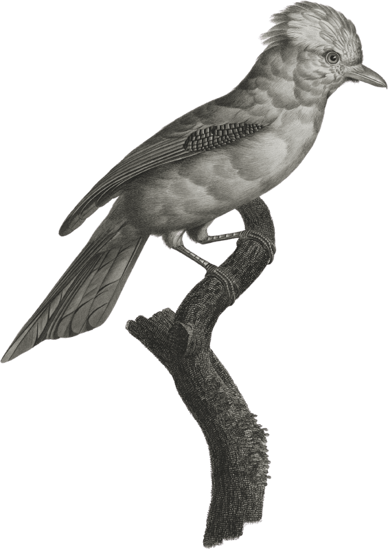 The Varied Jay