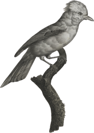 The Varied Jay