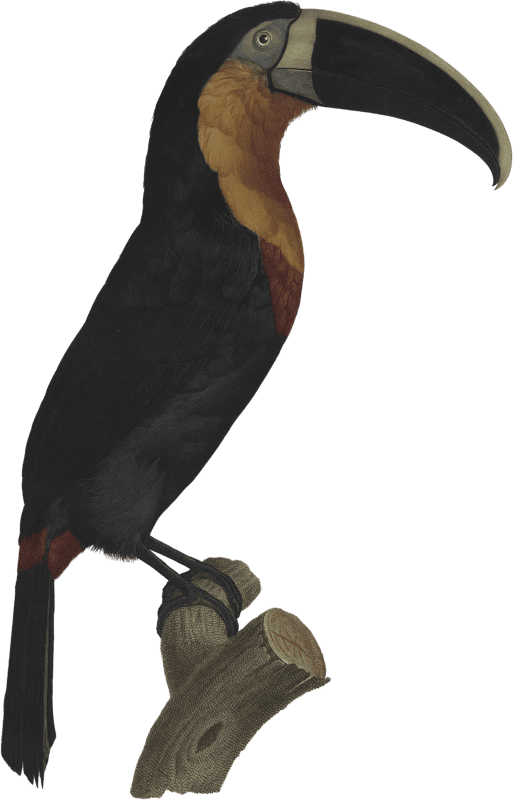 The great orange-throated Toucan