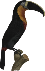 The great orange-throated Toucan