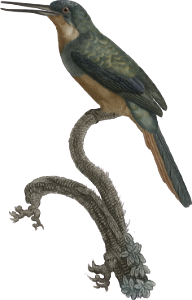 The Red-tailed Jacamar