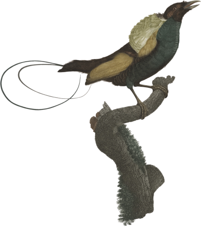 The magnificent