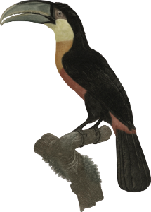 The Little Red-bellied Toucan