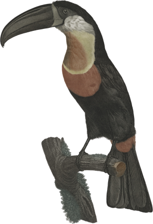 Toucan (Pignancoin)