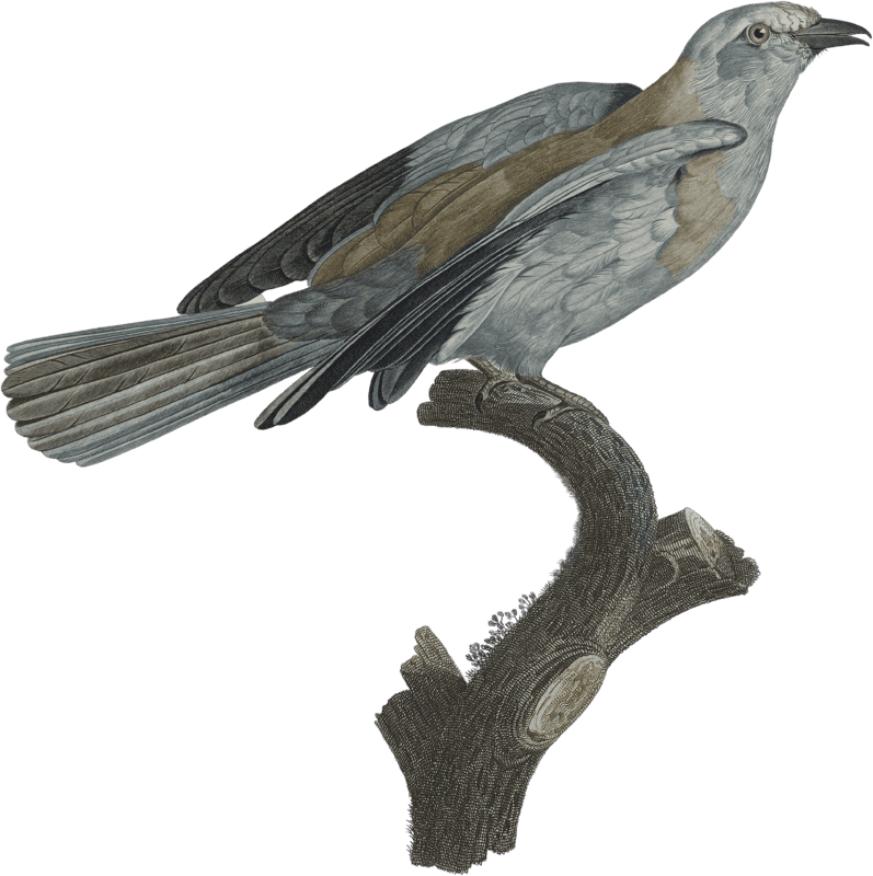 Common Roller, female