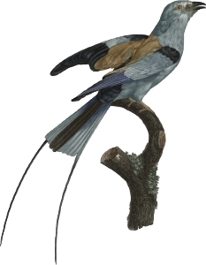 Male African Long-tailed Roller