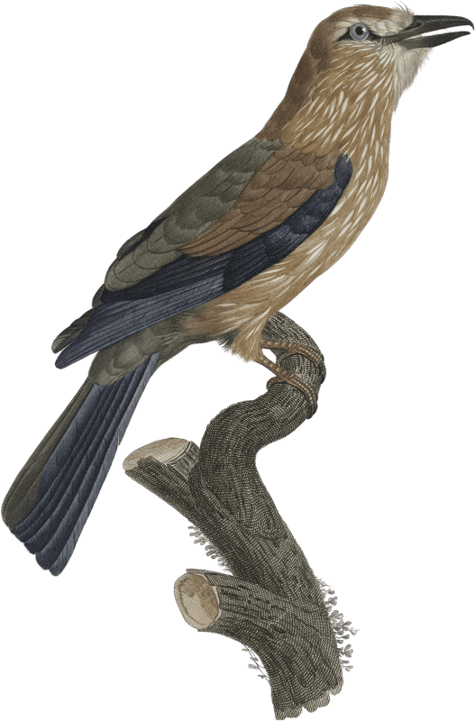The varied African Roller at a young age