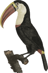 The Toucan