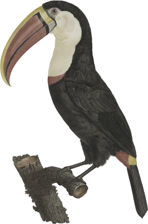 The Toucan