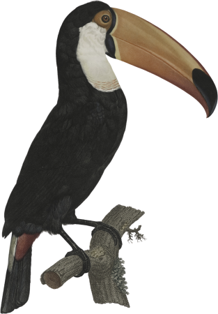 The Toco