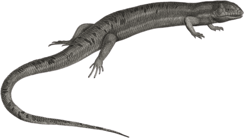 Gigantic anolis