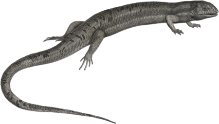 Gigantic anolis