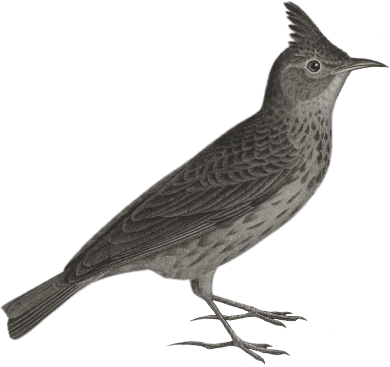 Northern Lark (Alauda cristata)