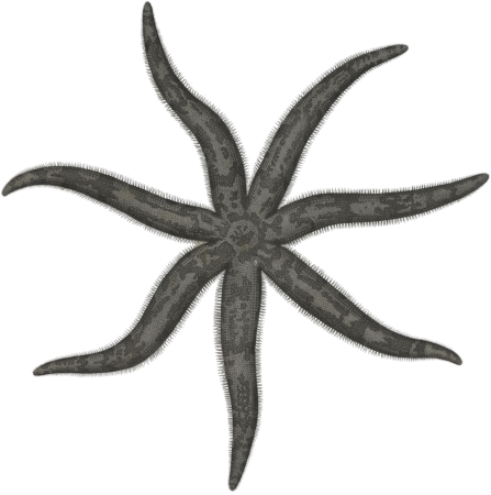 Asteria 1