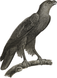 Squalling Eagle (Aquila nevia) adult