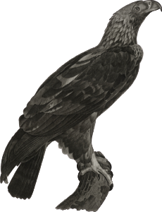 Eagle of Thebes (Aquila heliaca)