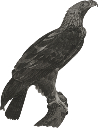 Eagle of Thebes (Aquila heliaca)
