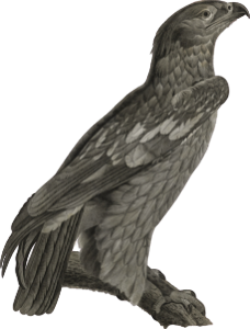 Young squeamish eagle (Aquila nevia)