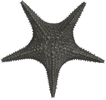 Asteria 2